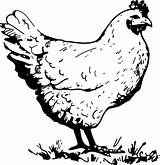 OnlineLabels Clip Art  Chicken clip art coloring sketch template