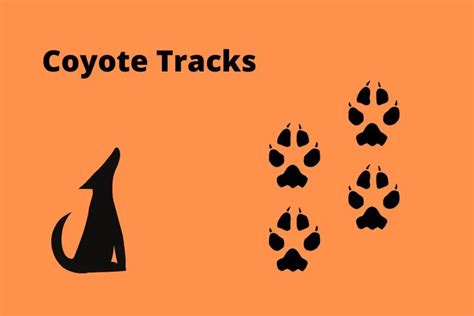 Coyote Tracks | The Ultimate Guide | Assorted Animals