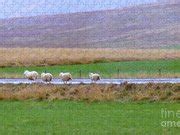 Icelandic Fall Scenery with Sheep Photograph by Barbie Corbett-Newmin - Fine Art America