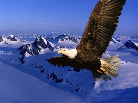 54+ Eagles Desktop Wallpapers