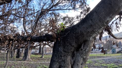 The Lahaina Banyan Tree: New Leaves Have Sprouted - Hawaii Magazine