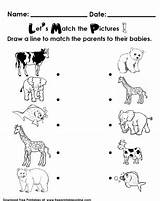 Matching animals And Their babies Writing Worksheet  Yamens sketch template