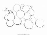 Grape Coloring Page For Kids  Free Printable Pages sketch template