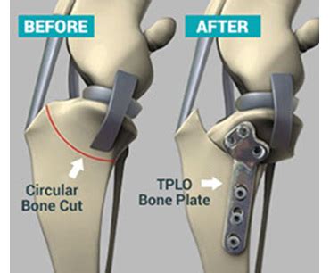 Cruciate ligament surgery - Franklin Vets