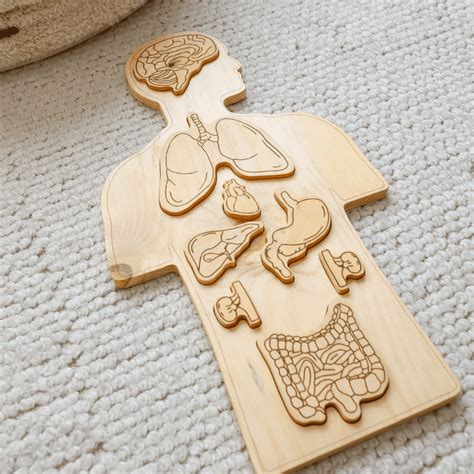 Wooden Anatomy / Human Body Puzzle by QToys