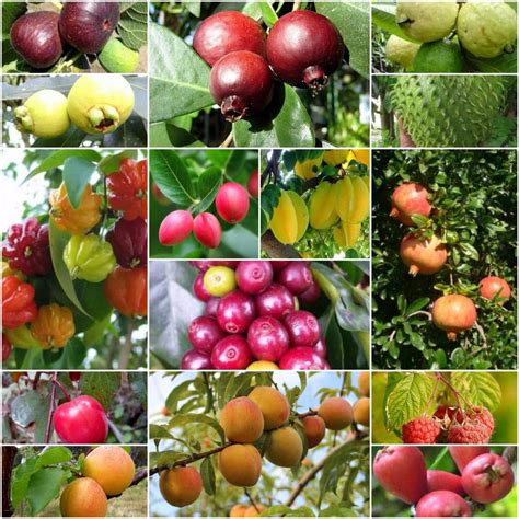 ¿Conoces la importancia de la poda de árboles frutales? - Ajardina