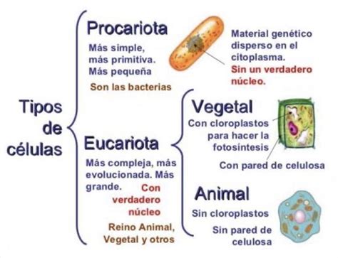 un cuadro sinóptico de las partes de la célula y su principal función. - Brainly.lat