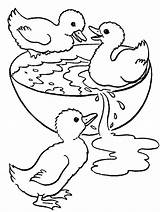 Baby Chicks Ducks Coloring Pages sketch template