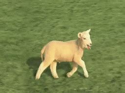 Sheep Running GIF - Find & Share on GIPHY