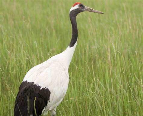 Red-crowned Crane | Birds, Bird, National