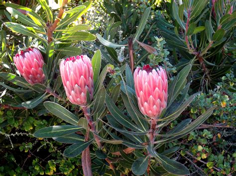 Protea - Berkeley Horticultural Nursery Berkeley Horticultural Nursery