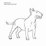 Bull Terrier Coloring Book Pages sketch template