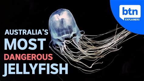 Australia's Most Dangerous Jellyfish & What to do if You're Stung | Explained - YouTube