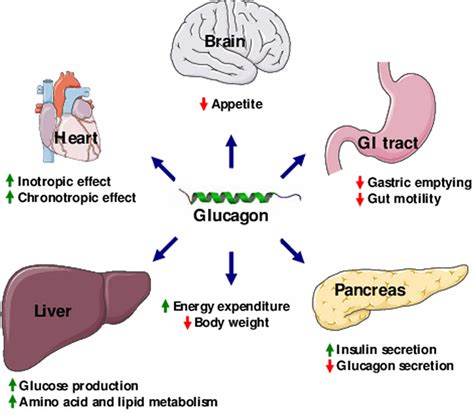 Glucagon function, production, glucagon injection & glucagon side effects