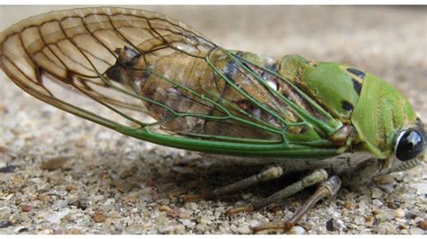 cicada sound | cicada scream | Giant Cicada | loud sound scream | the ...