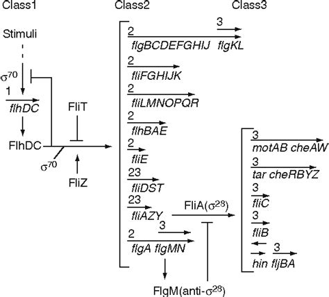 Vibrio alginolyticus | Semantic Scholar