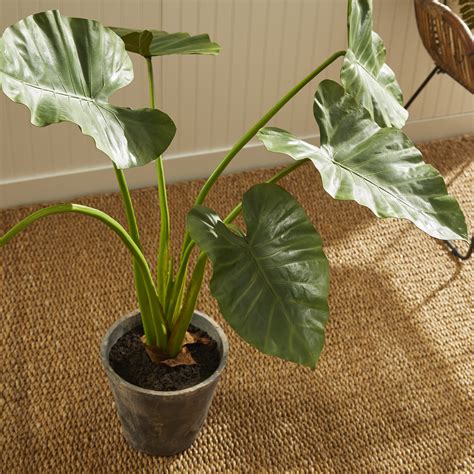 Elephant Ears Indoor Plant