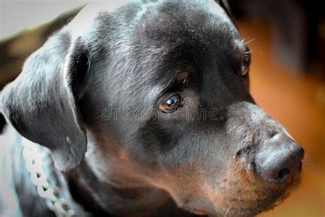 Closeup Shot of a Cute Black and Brown Rottweiler Stock Photo - Image ...