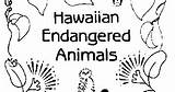 Hawaii Endangered Animals Coloring Pages sketch template