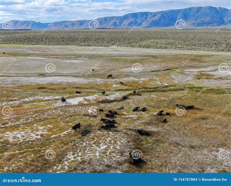 Aerial View of Cows Cattle Grazing on a Mountain Pasture Stock Photo ...