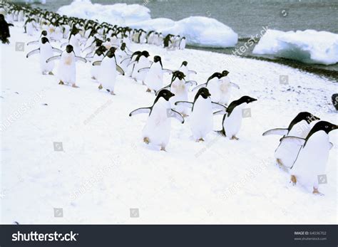 March Of The Penguins; Adelie Penguins, Moving Down To The Shoreline ...