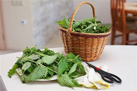 3 Benefits of Nettle for Hair Growth (Plus DIY Nettle Hair Rinse) - hair buddha