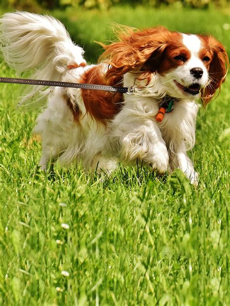 Cavalier King Charles Spaniel - Training Course on Cavalier King Charles Spaniel