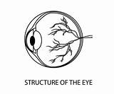 Eye Anatomy Coloring Page sketch template
