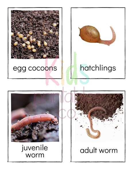 Earthworm Life Cycle Identification Cards | Etsy