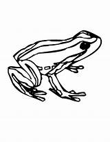 Free Frog Coloring Pages sketch template