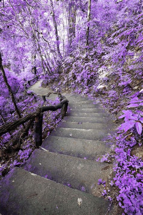 Purple Aesthetic Discover Print a Wallpaper Choose Lilac Steps Wallpaper to create fantastic ...