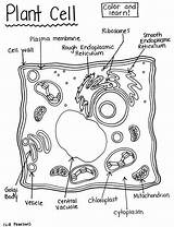 Plant Cell  Printable Coloring Page Educational & Teaching Resource sketch template