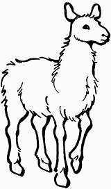 Llama coloring pages To Download And Print For Free sketch template