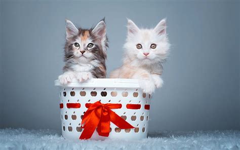 Sweet Kittens in Basket, fluffy, kittens, cat, animal, sweet, cute, basket, SkyPhoenixX1, HD ...