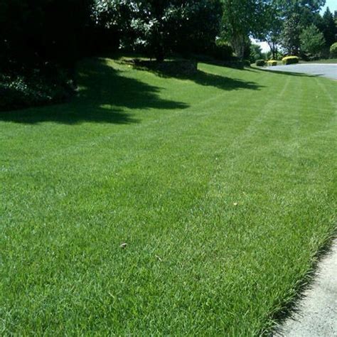 Zeon Zoysia Shade Drought Tolerant Zoysia Grass