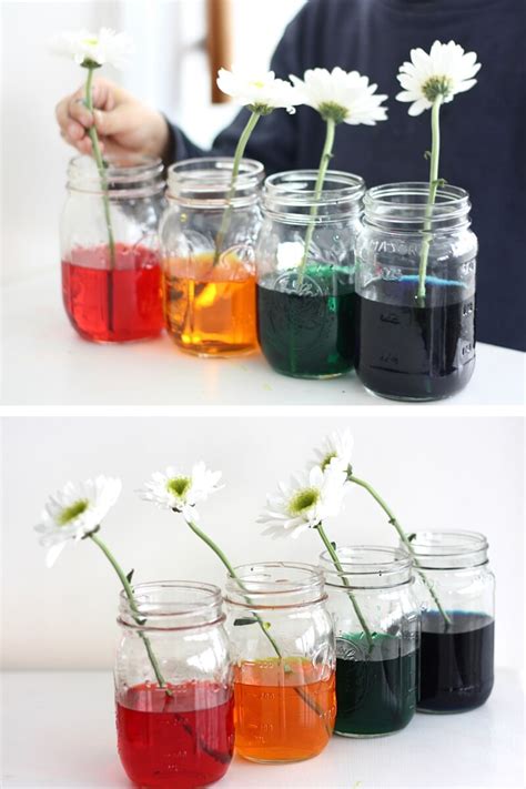 Color Changing Flower Science Experiment Spring STEM