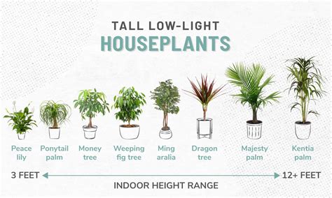 33 Low-Light Houseplants to Bring Your Space to Life | ApartmentGuide.com