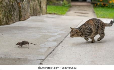 회색 털 달린 고양이가 쥐를 사냥한다. 스톡 사진 1839980563 | Shutterstock