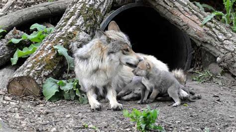 Mexican gray wolf pups born at Brookfield Zoo released into wild ...