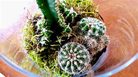 Bunnies and Cacti : DIY Terrarium – Kate Yetter