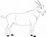 Desenho De Bode Para Colorir  Desenhos E Imprimir Gratis sketch template
