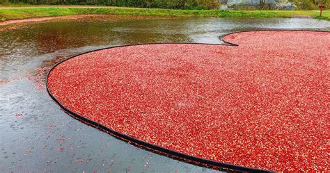 This incredible cranberry farm near Toronto is the perfect fall day trip