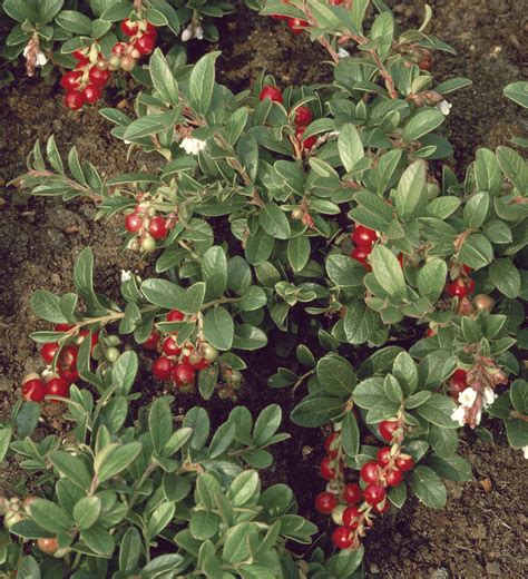 Lingonberry Plant From D.T. Brown