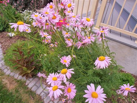 Painted daisy (perennial) - lt. pink & dark pink flowers | Daisy painting, Perennials, Flower garden