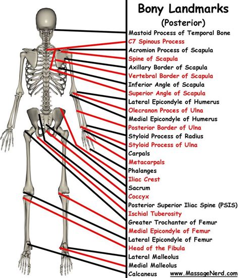 17 Best images about Anatomy/bones on Pinterest | Massage, Axial skeleton and The o'jays