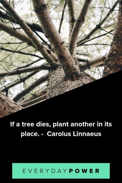 100 Tree Quotes To Make You Want To Plant Roots