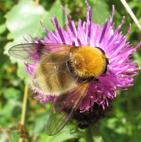 Arctophila superbiens - hoverfly | Riddles Wood, Huglith, Sh… | Flickr
