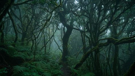 green nature, green forest, dark forest, deep forest, thick forest HD ...