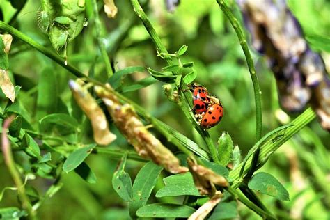 Mating ladybugs. Photograph by Daniel Ladd - Fine Art America