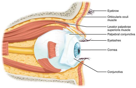 8.2 Eye and Ear Basic Concepts – Nursing Skills